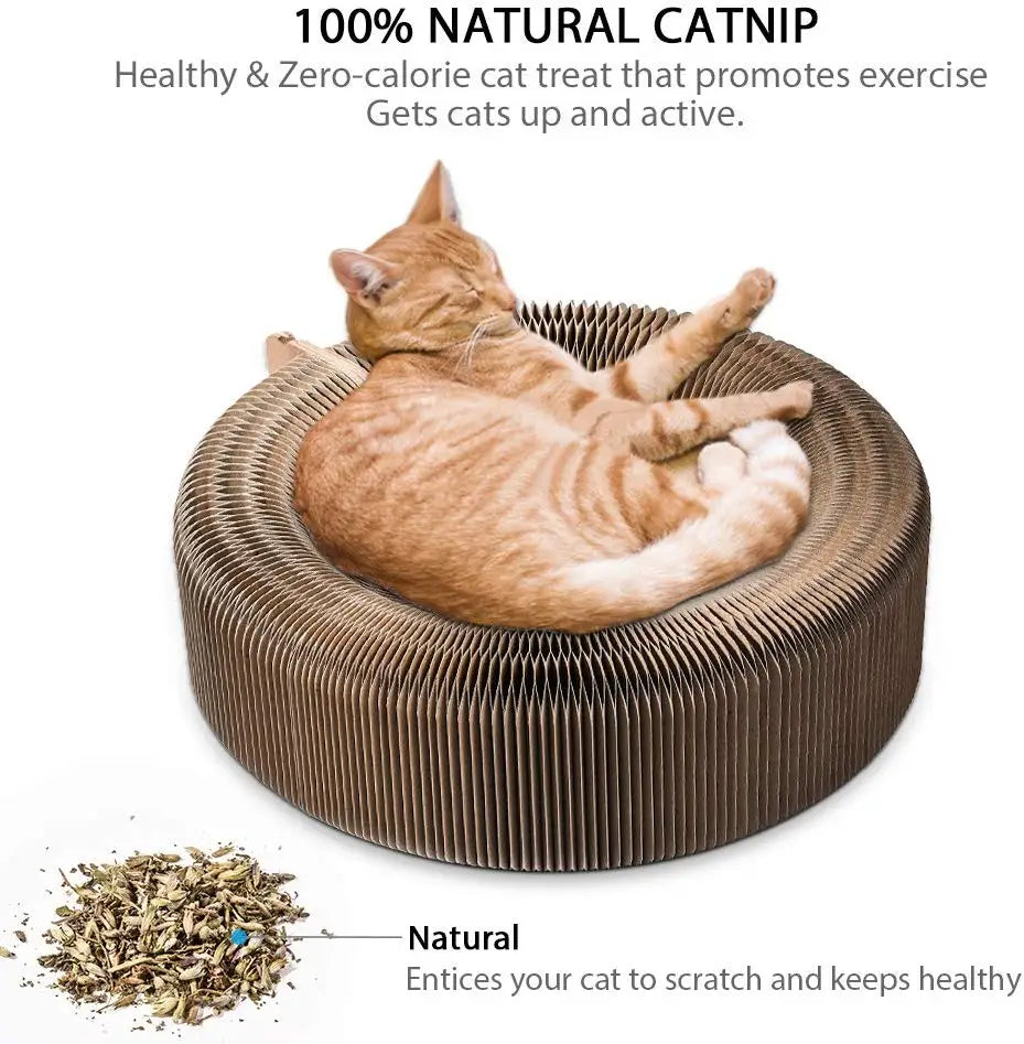 Cat Scratcher and Lounge Bed - Collapsible & Eco-Friendly Design